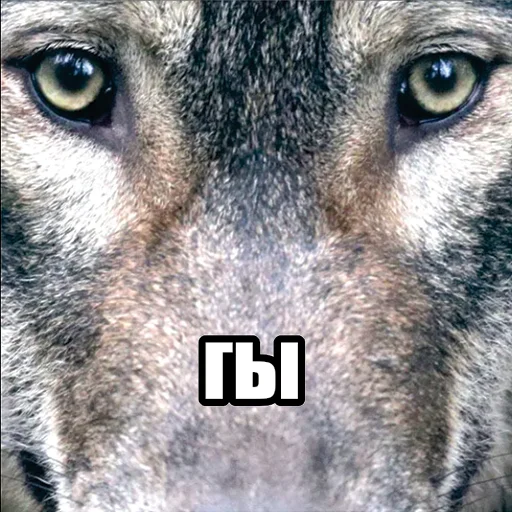 🫵 Стикер «Волчьи мемы» для Telegram