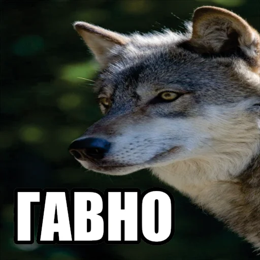 💩 Стикер «Волчьи мемы» для Telegram