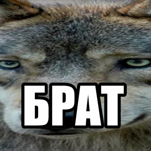 ✊ Стикер «Волчьи мемы» для Telegram