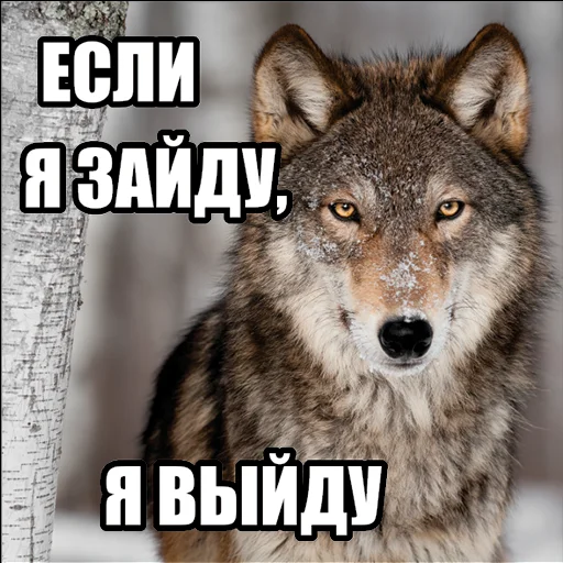 🚪 Стикер «Волчьи мемы» для Telegram