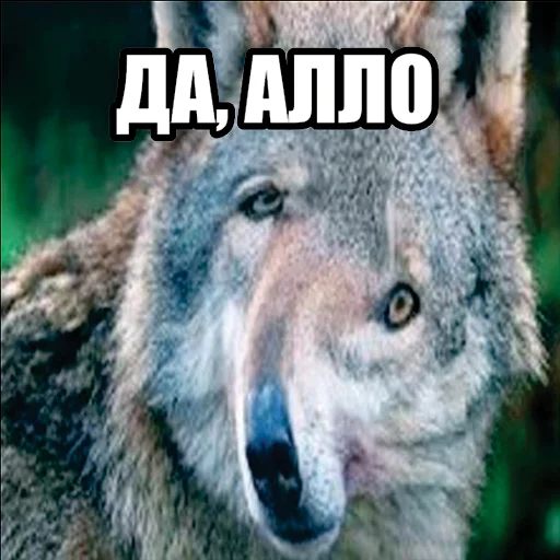 📞 Стикер «Волчьи мемы» для Telegram