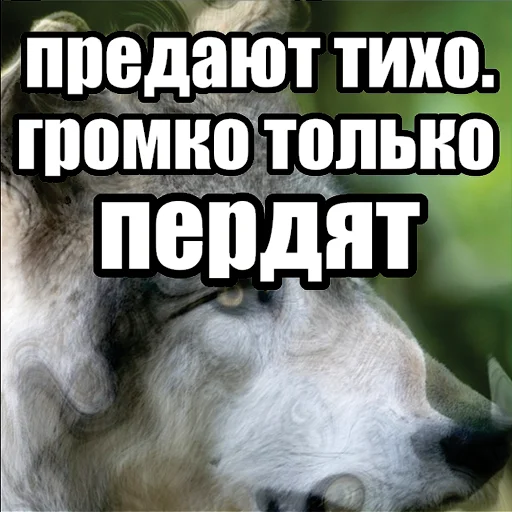 💨 Стикер «Волчьи мемы» для Telegram
