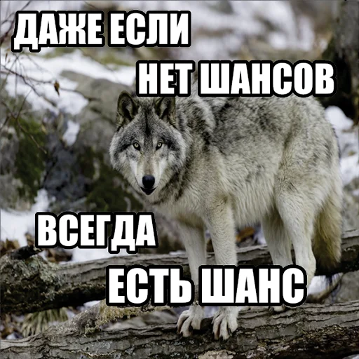 🙌 Стикер «Волчьи мемы» для Telegram