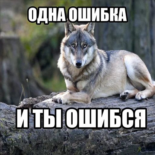 🤥 Стикер «Волчьи мемы» для Telegram