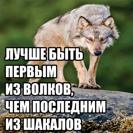 🥇 Стикер «Волчьи мемы» для Telegram