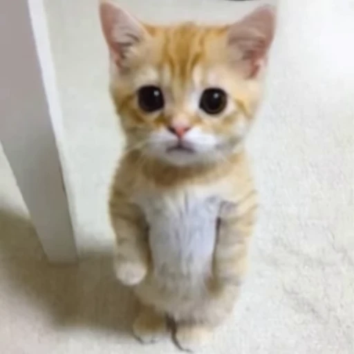 😀 Стикер «Neuro Cats Нейро Коты» для Telegram