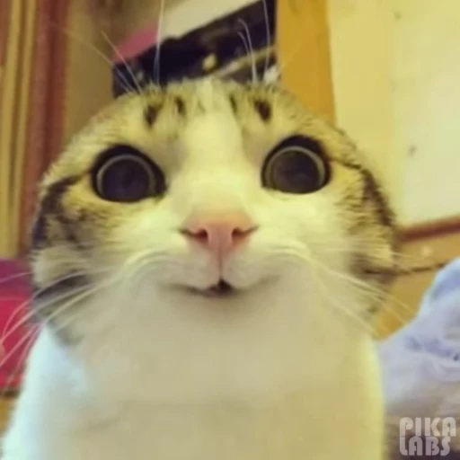 😈 Стикер «Neuro Cats Нейро Коты» для Telegram