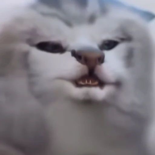 😿 Стикер «Neuro Cats Нейро Коты» для Telegram