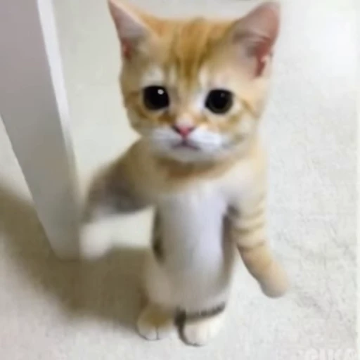 🕺 Стикер «Neuro Cats Нейро Коты» для Telegram