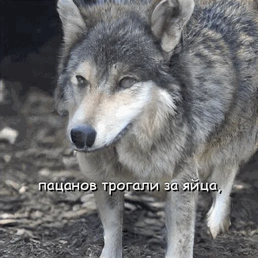 🥚 Стикер «neurovolk» для Telegram