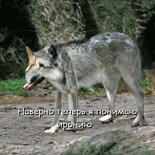 😕 Стикер «neurovolk» для Telegram
