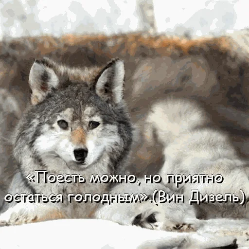 🍔 Стикер «neurovolk» для Telegram
