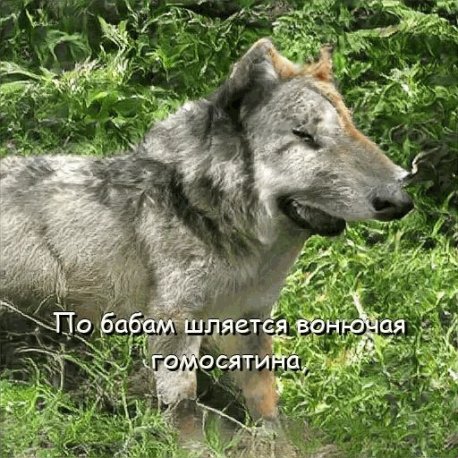 😡 Стикер «neurovolk» для Telegram
