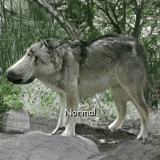 🙃 Стикер «neurovolk» для Telegram