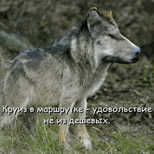 🚍 Стикер «neurovolk» для Telegram