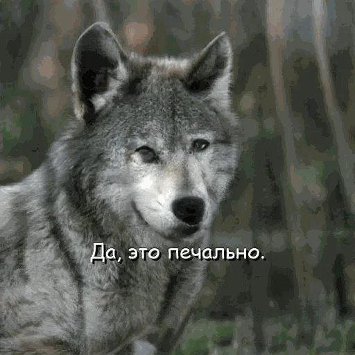 😔 Стикер «neurovolk» для Telegram