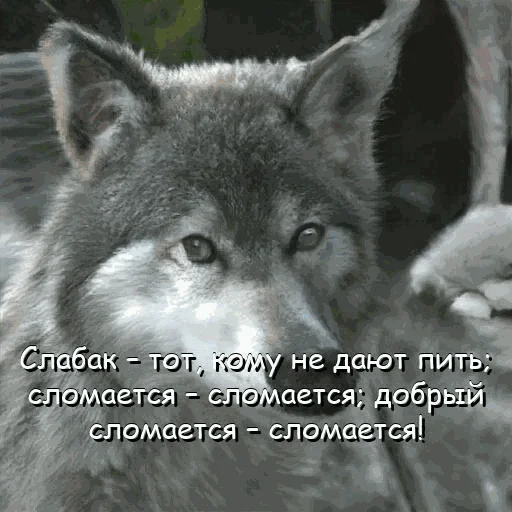 😤 Стикер «neurovolk» для Telegram