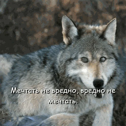 😇 Стикер «neurovolk» для Telegram
