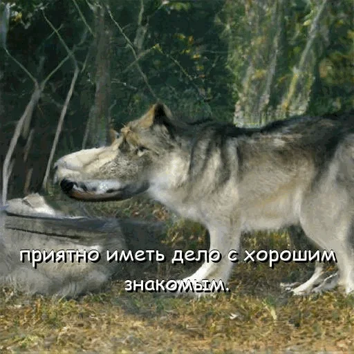 😏 Стикер «neurovolk» для Telegram