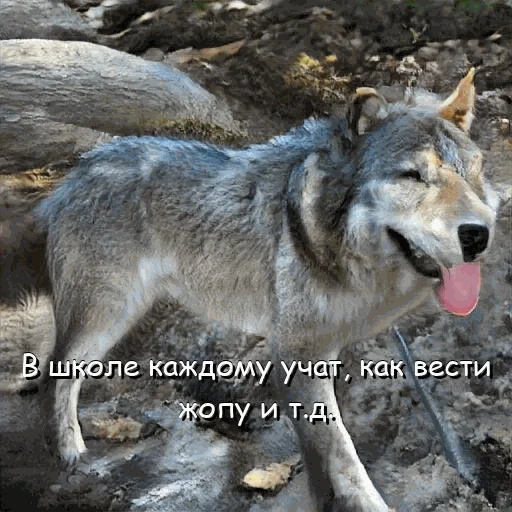 🏫 Стикер «neurovolk» для Telegram
