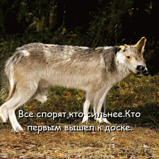 😏 Стикер «neurovolk» для Telegram