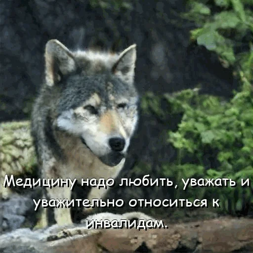 🏥 Стикер «neurovolk» для Telegram