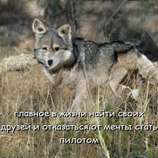 🥸 Стикер «neurovolk» для Telegram