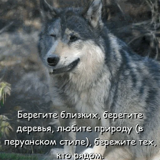 🧐 Стикер «neurovolk» для Telegram