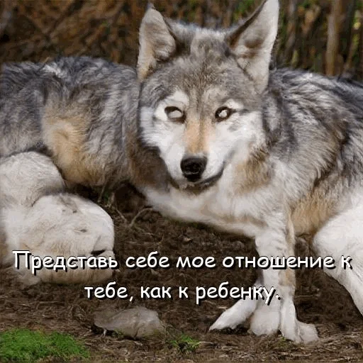 👼 Стикер «neurovolk» для Telegram
