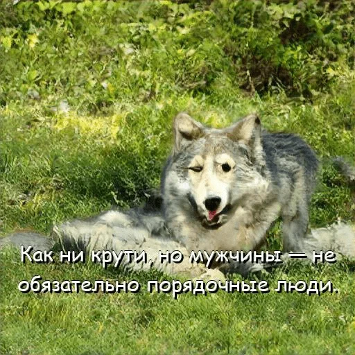 😏 Стикер «neurovolk» для Telegram