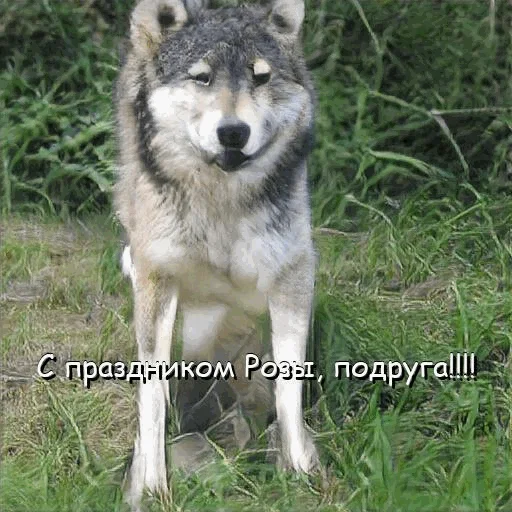 🌹 Стикер «neurovolk» для Telegram