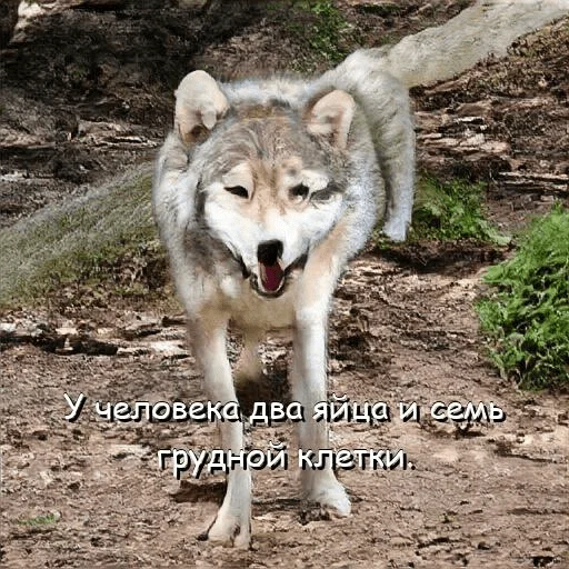 🤤 Стикер «neurovolk» для Telegram