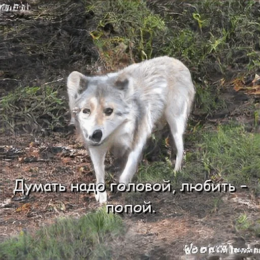 😘 Стикер «neurovolk» для Telegram