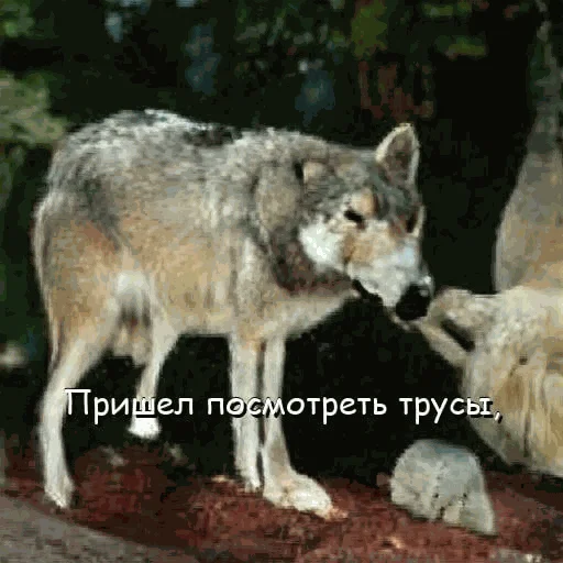👙 Стикер «neurovolk» для Telegram