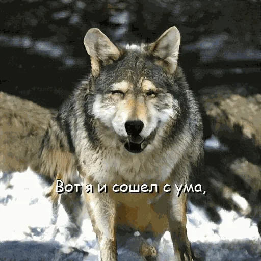 🤪 Стикер «neurovolk» для Telegram