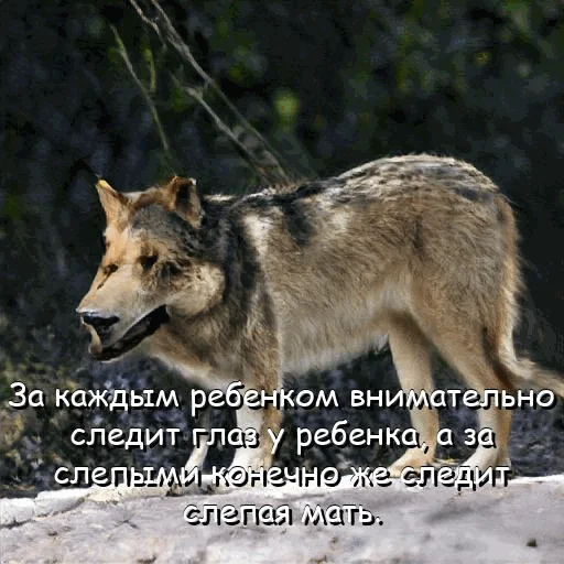 😎 Стикер «neurovolk» для Telegram