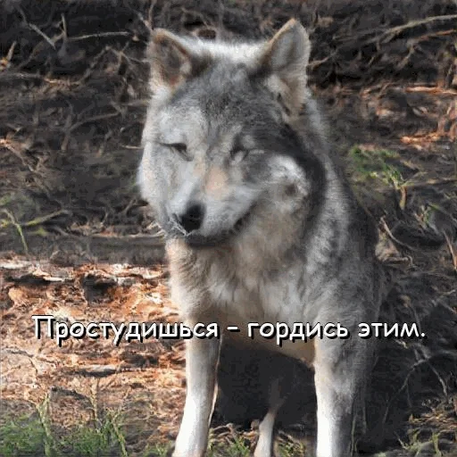 🥶 Стикер «neurovolk» для Telegram