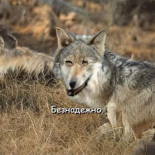 😓 Стикер «neurovolk» для Telegram