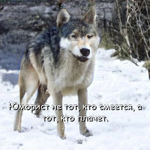 😭 Стикер «neurovolk» для Telegram