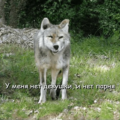 😓 Стикер «neurovolk» для Telegram
