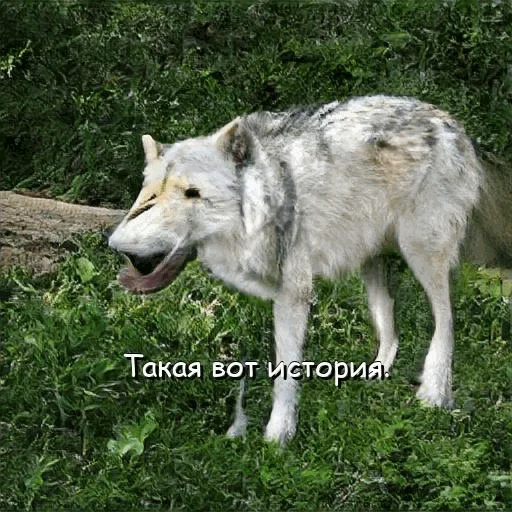 😉 Стикер «neurovolk» для Telegram
