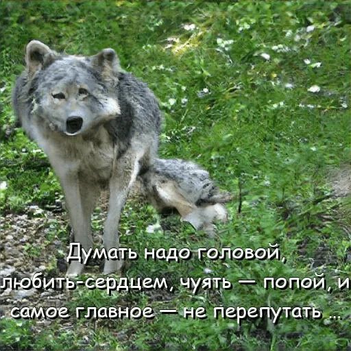 😬 Стикер «neurovolk» для Telegram