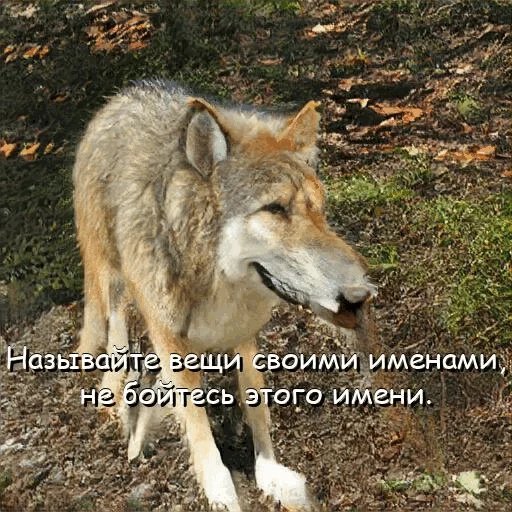 😉 Стикер «neurovolk» для Telegram