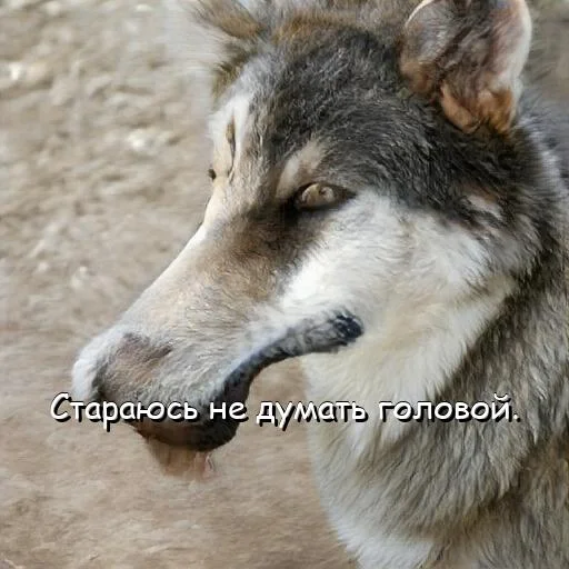 🥴 Стикер «neurovolk» для Telegram