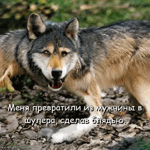 😭 Стикер «neurovolk» для Telegram