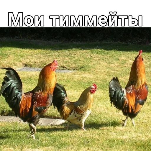 🐓 Стикер «New STATE» для Telegram
