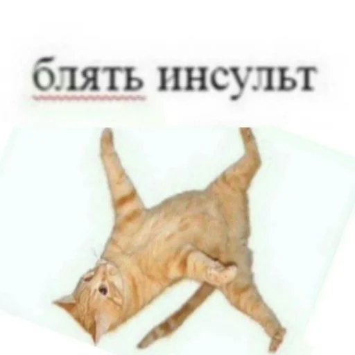 😵 Стикер «newcyxapi» для Telegram