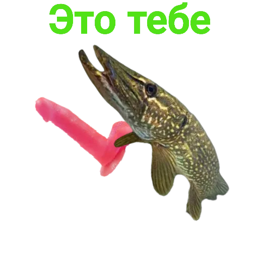 🖕 Стикер «Щука и Окунь Мемы» для Telegram