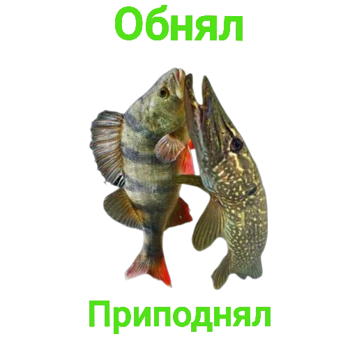 🤗 Стикер «Щука и Окунь Мемы» для Telegram