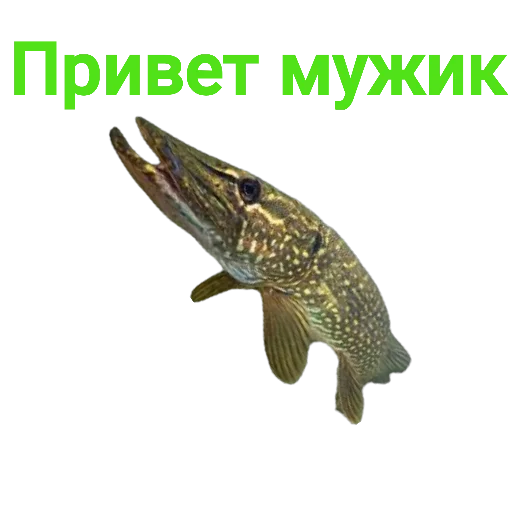 👋 Стикер «Щука и Окунь Мемы» для Telegram